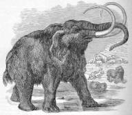 Woolly Mammoth